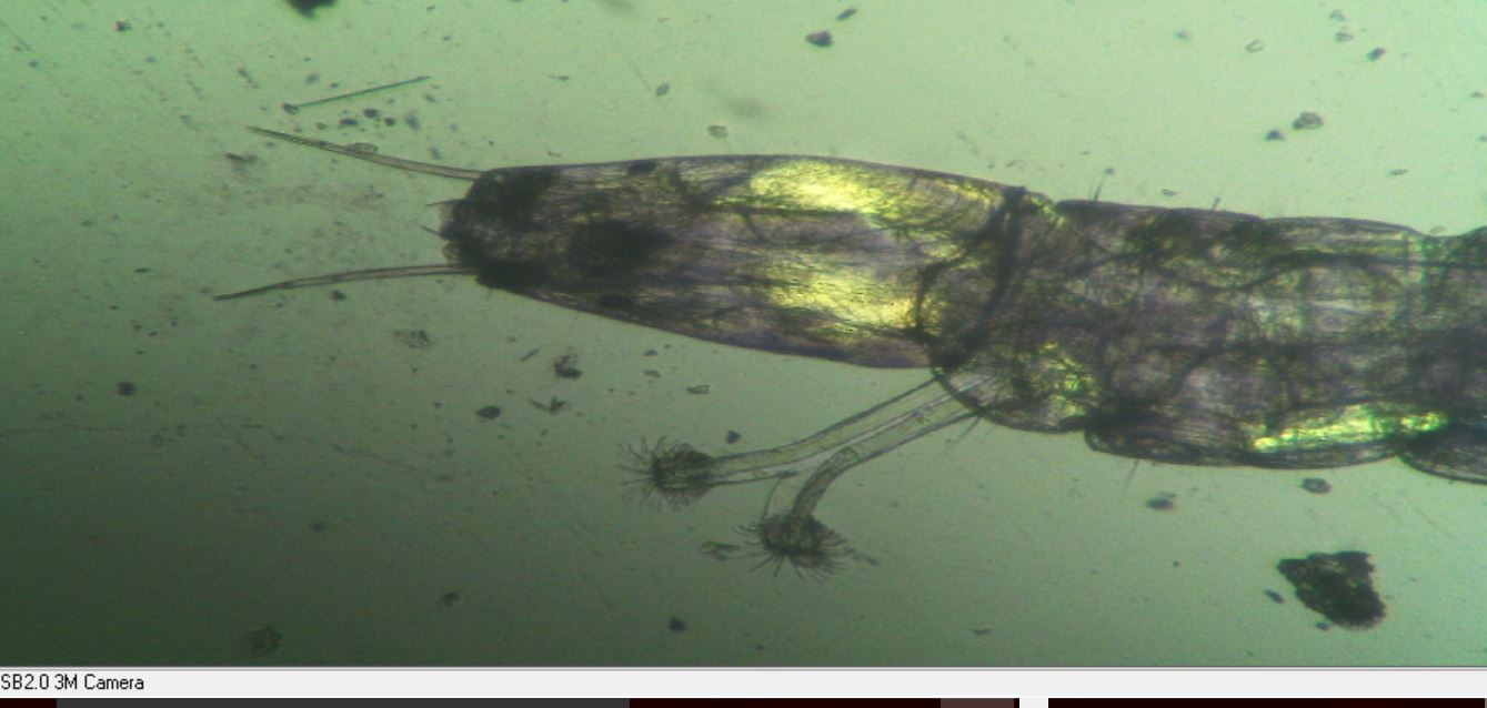 chironomus